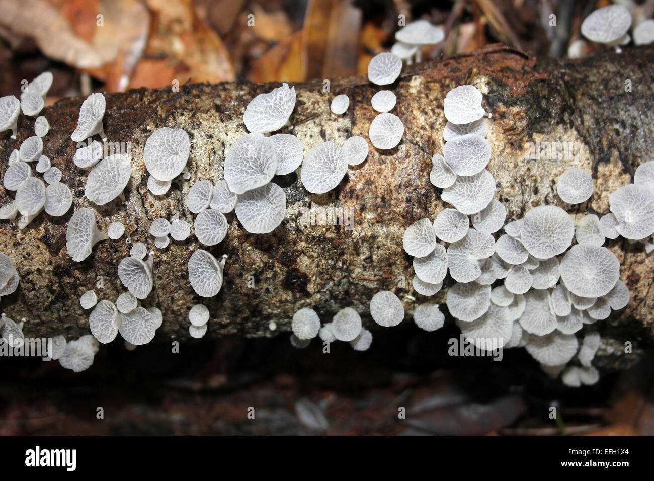 Belize Regen-Wald Pilze Stockfoto