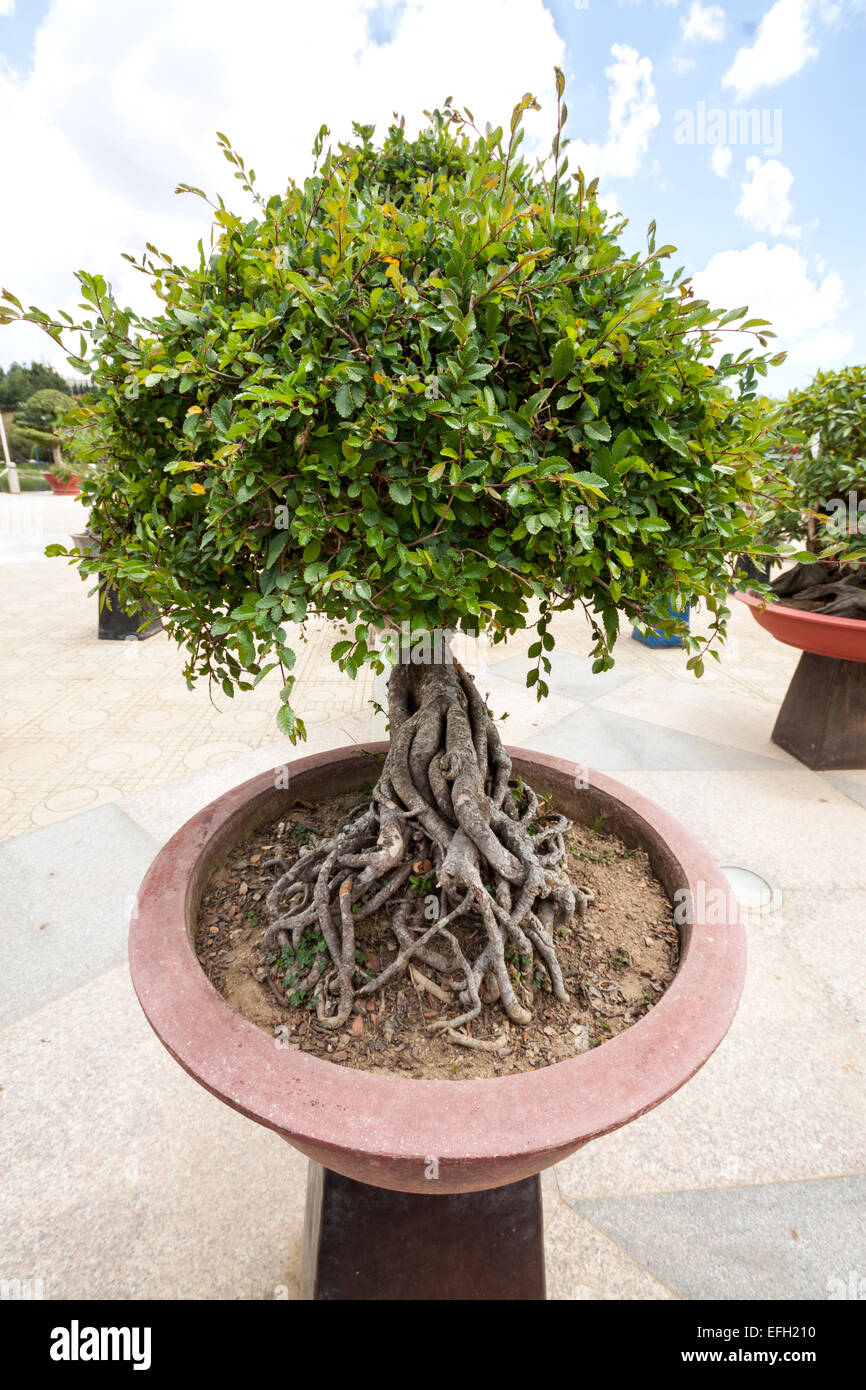 Bonsai-Baum in Da Lat Blumengarten, Vietnam Stockfoto