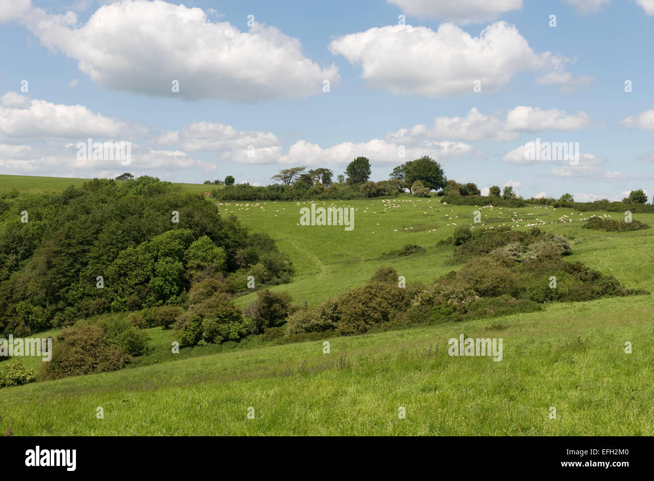 Schafe, Wiesen, schrubben für Spiel, Ackerland und Wald an der Spitze der Walbury Hill, dem höchsten Punkt in West Berkshire an einem schönen Stockfoto