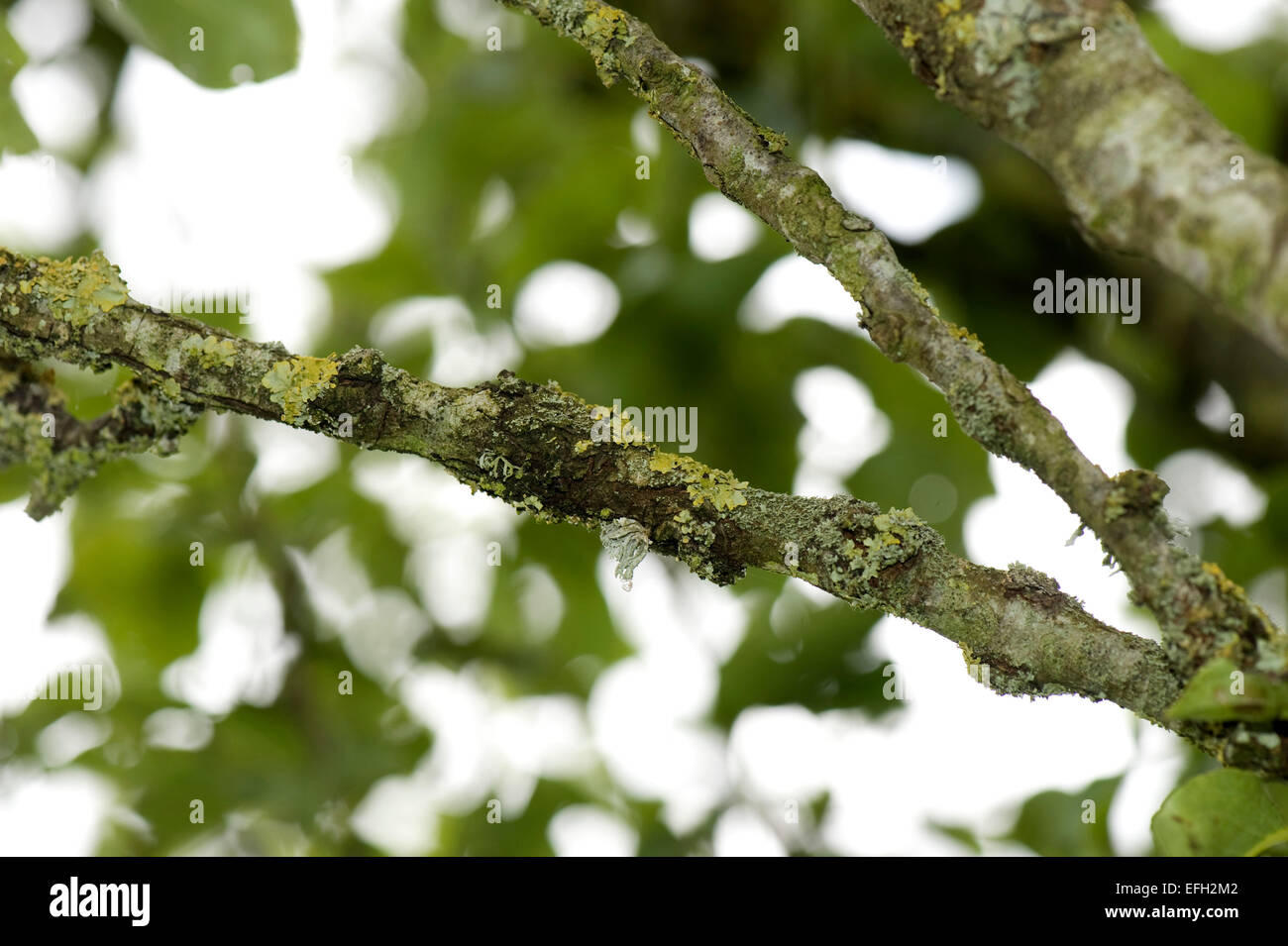 Cankers, neonectria ditissima und Flechten auf dem Holz der alten Birnbaum und, Berkshire, Juni Stockfoto