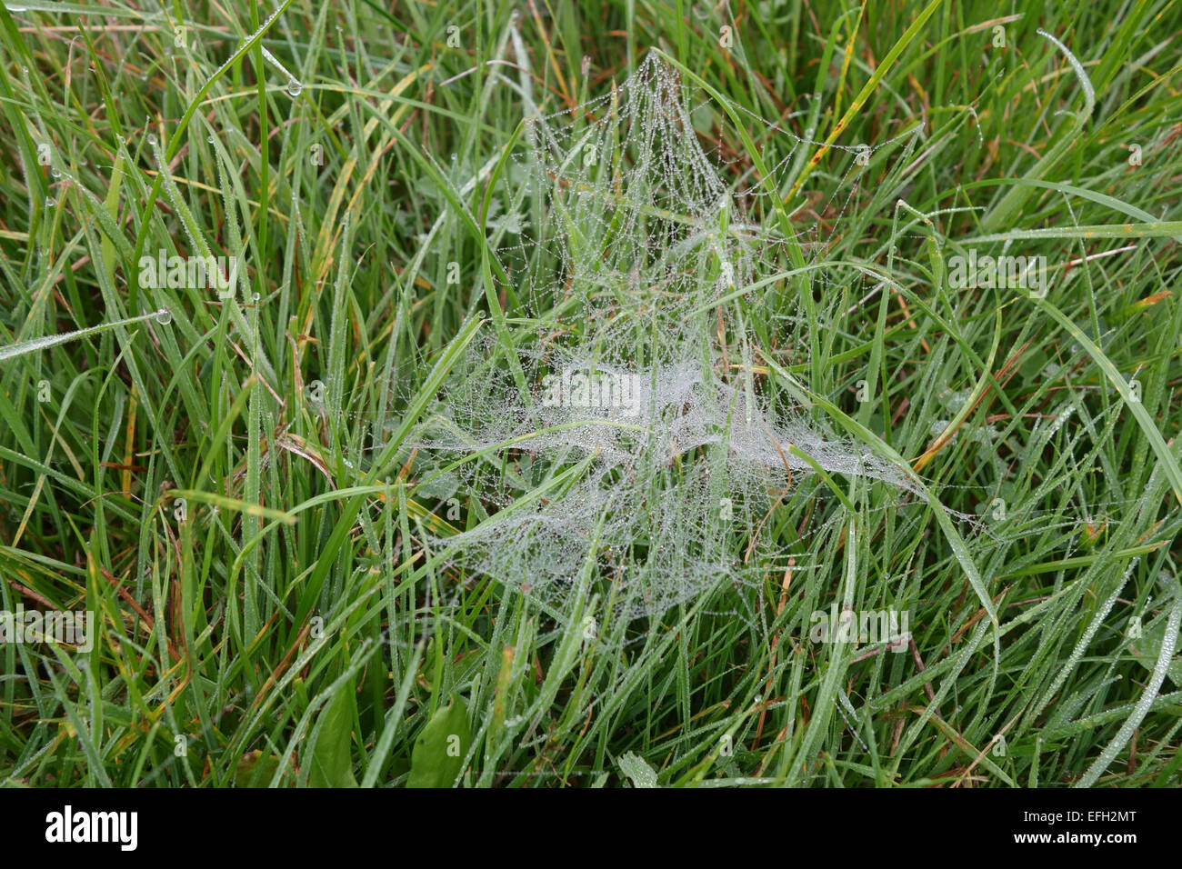 Das Web von einem Jagd Spinne, Lycosidae, mit Tropfen von Tau und gebaut unter dem Rasen an einem nebligen Herbstmorgen, Berkshire, Sep Stockfoto