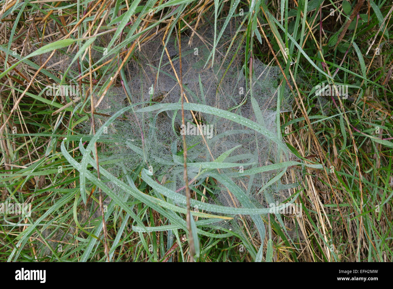Das Web von einem Jagd Spinne, Lycosidae, mit Tropfen von Tau und gebaut unter dem Rasen an einem nebligen Herbstmorgen, Berkshire, Sep Stockfoto