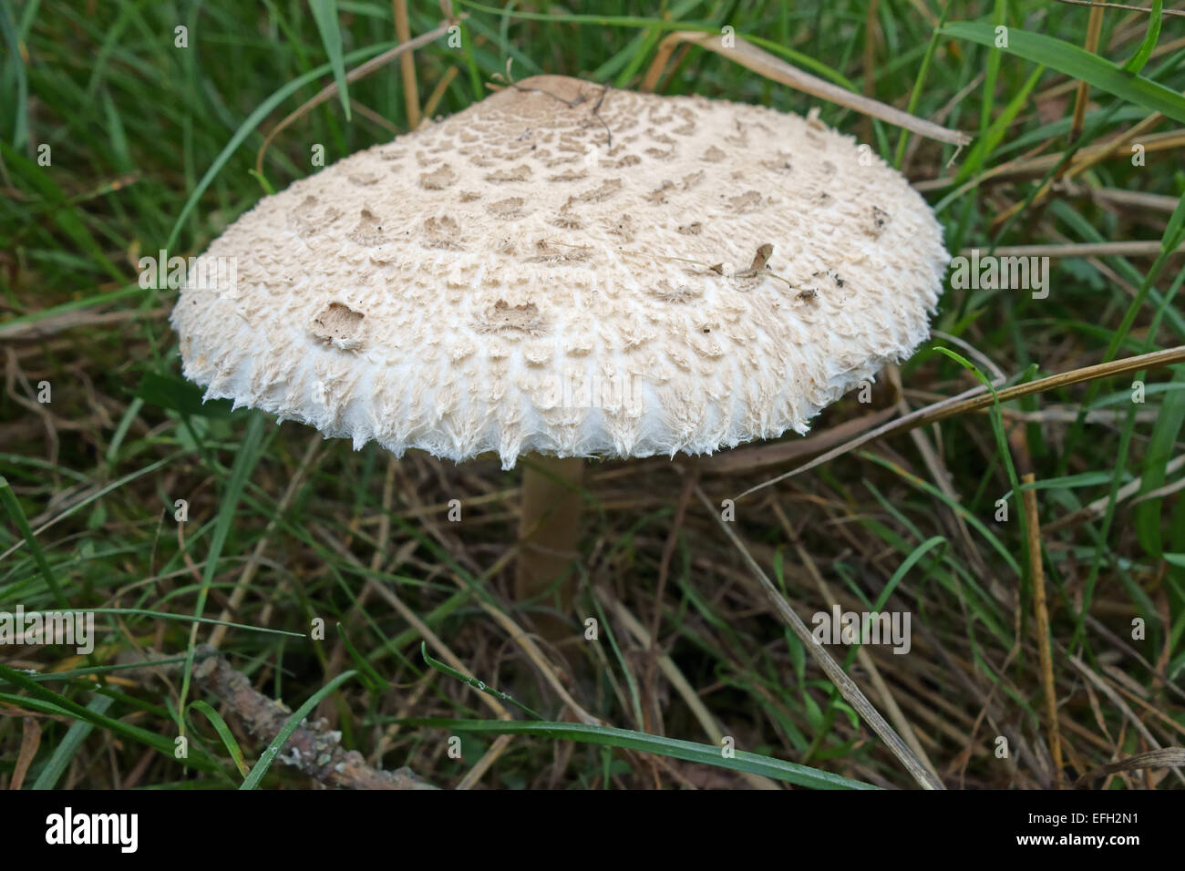 Parasol Pilz, Lepiota Procera, Fruchtkörper auf ein Herbstmorgen, Berkshire, September Stockfoto