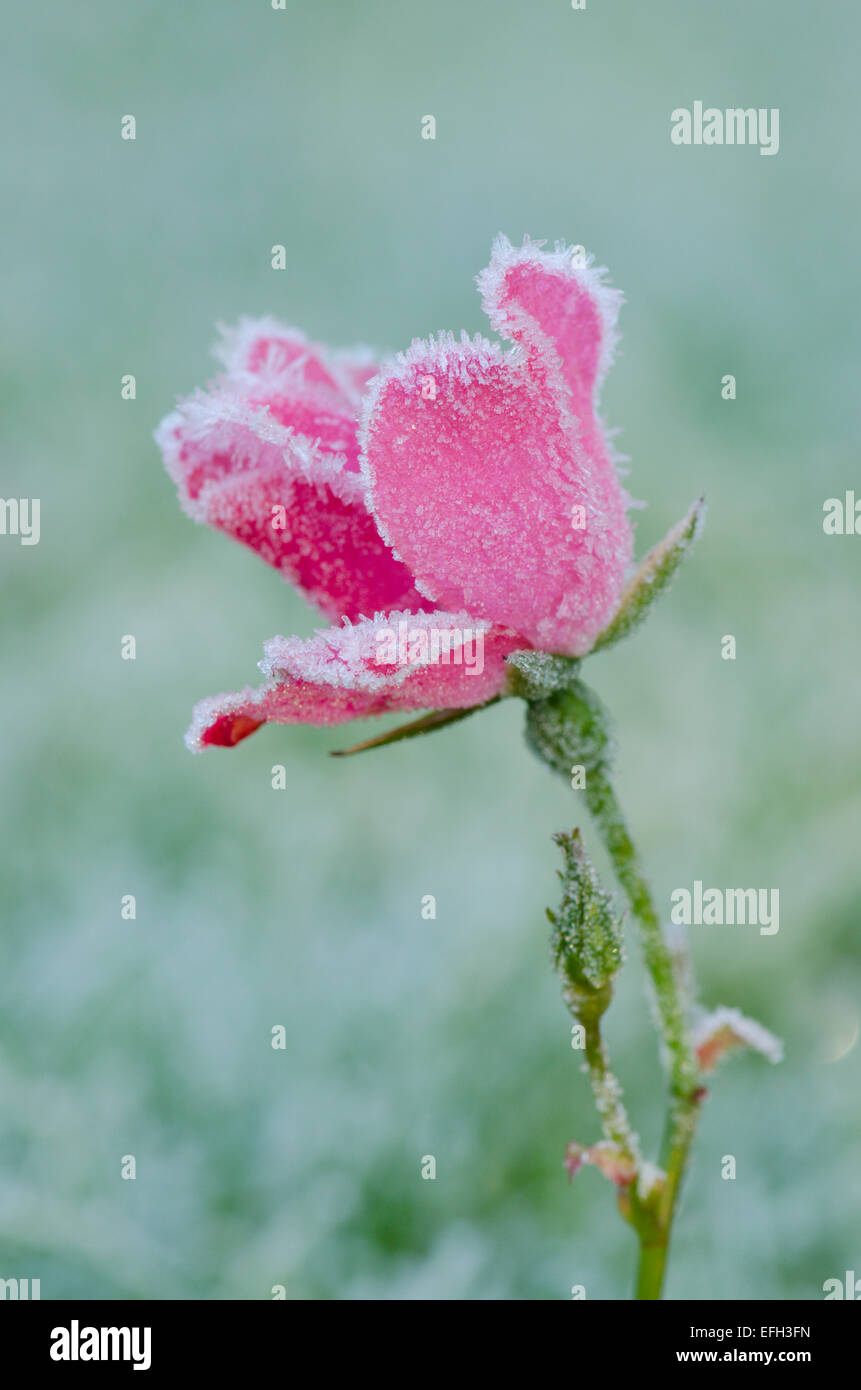 Späte rose Blume im Frost gefangen. Sussex, UK. Dezember Stockfotografie -  Alamy