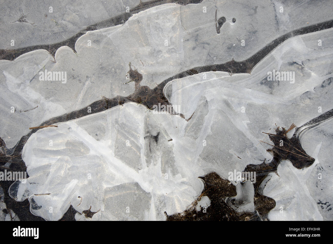 Frost und Eis Muster auf gefrorenen Pfütze. Sussex, UK. Januar. Stockfoto