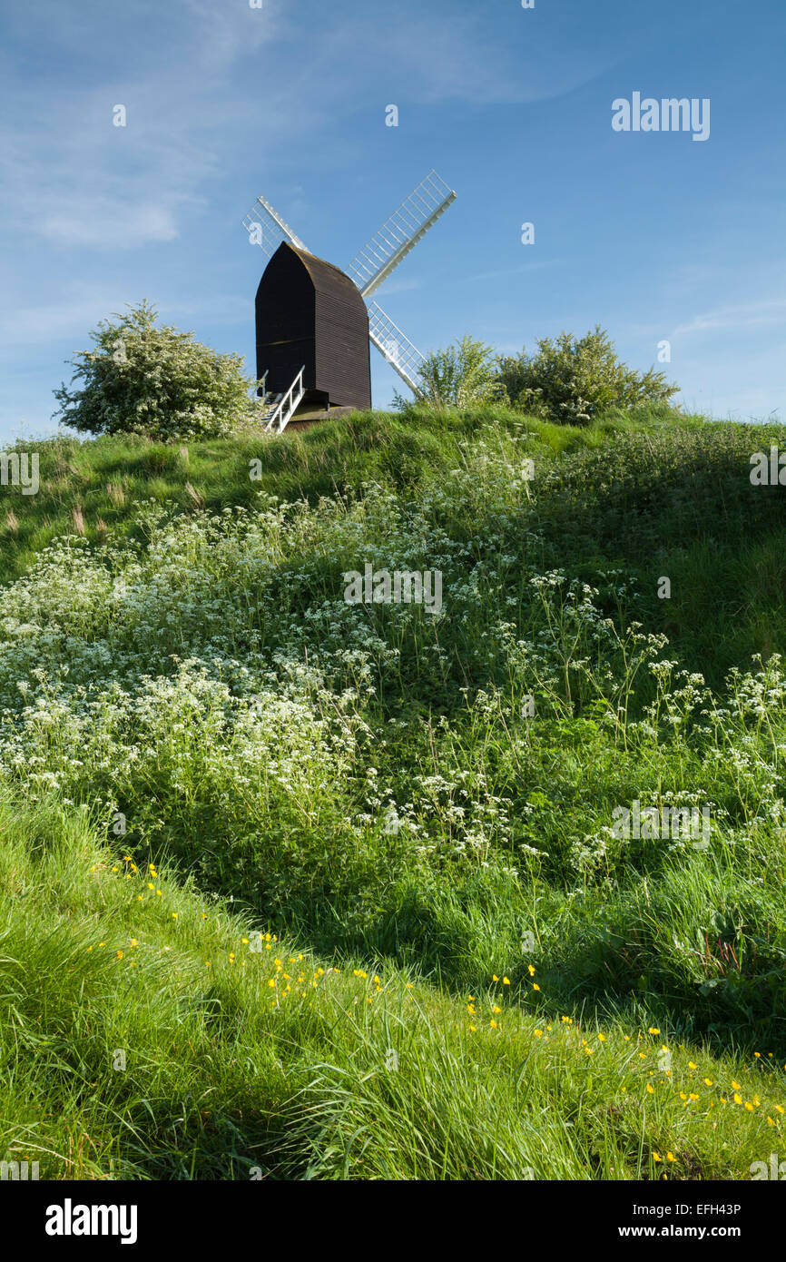 Brill Windmühle steht unter der alten Lehm Funktionsweise des gemeinsamen Brill neben blühenden Weißdorn, Brill, Buckinghamshire, England Stockfoto