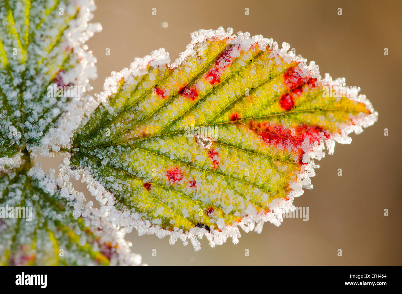 Frost auf Bramble verlässt. Sussex, UK. Januar Stockfoto