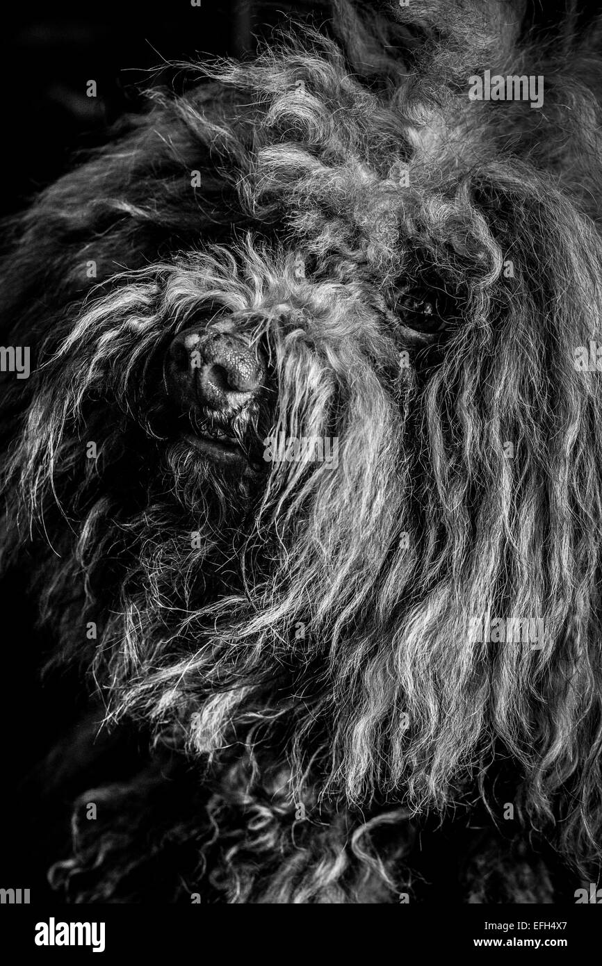 Nahaufnahme Portrait von Langhaarigen ungarische Wasser Hund (puli