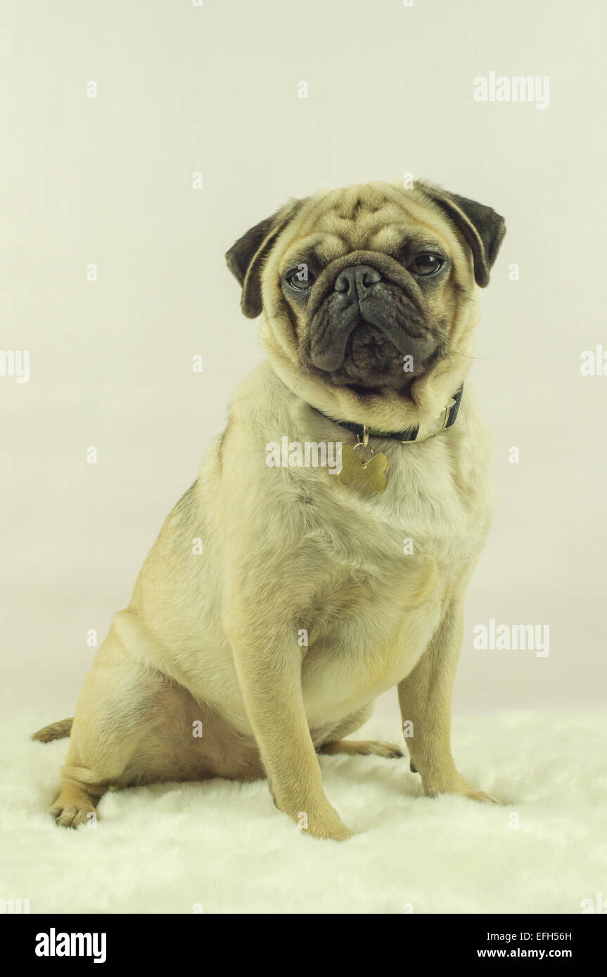 Ein Mops Hund Sitzt Auf Einem Teppich Stockfoto Bild 78438601
