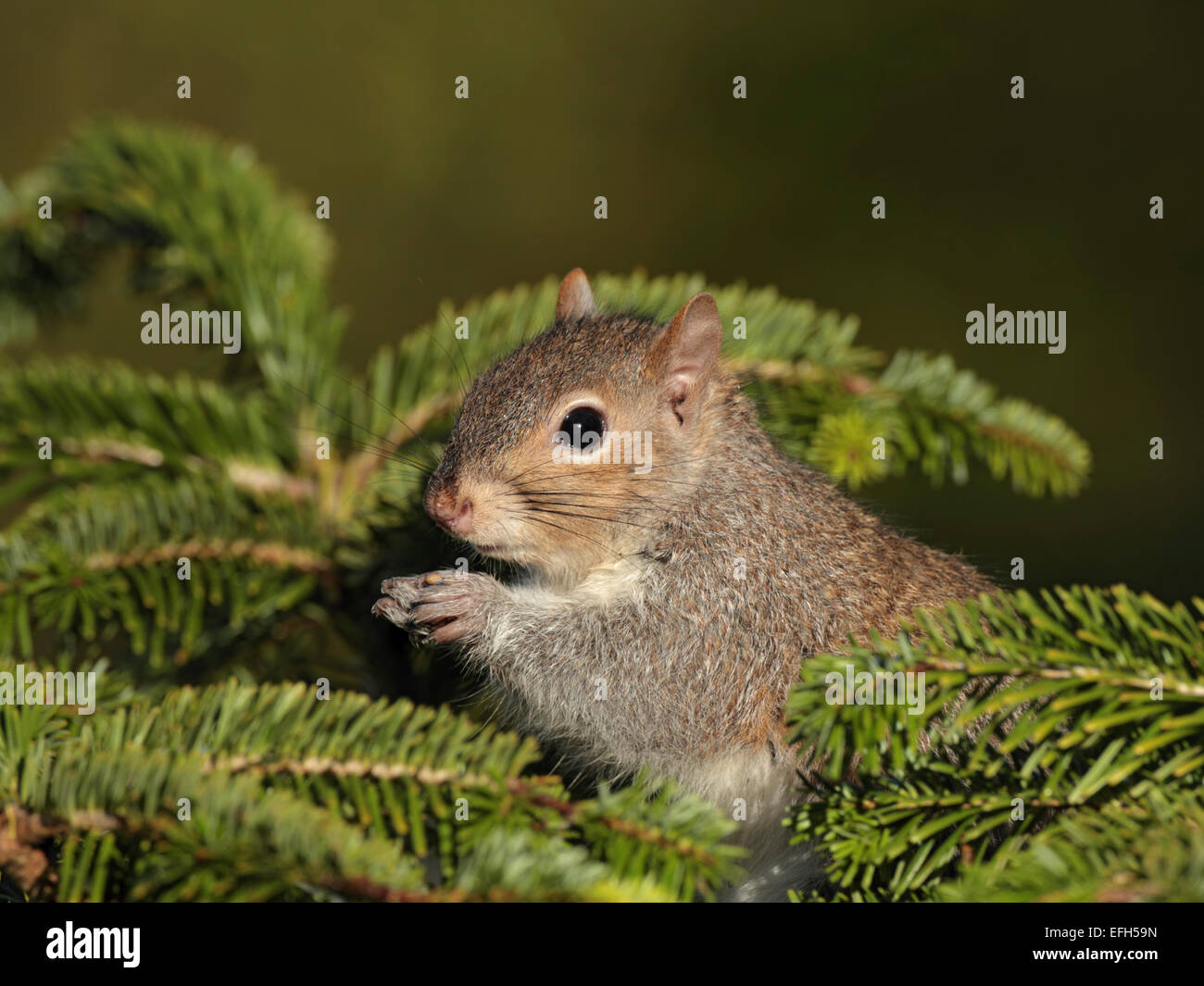 Graue Eichhörnchen Nahaufnahme Fütterung in Pinie Stockfoto