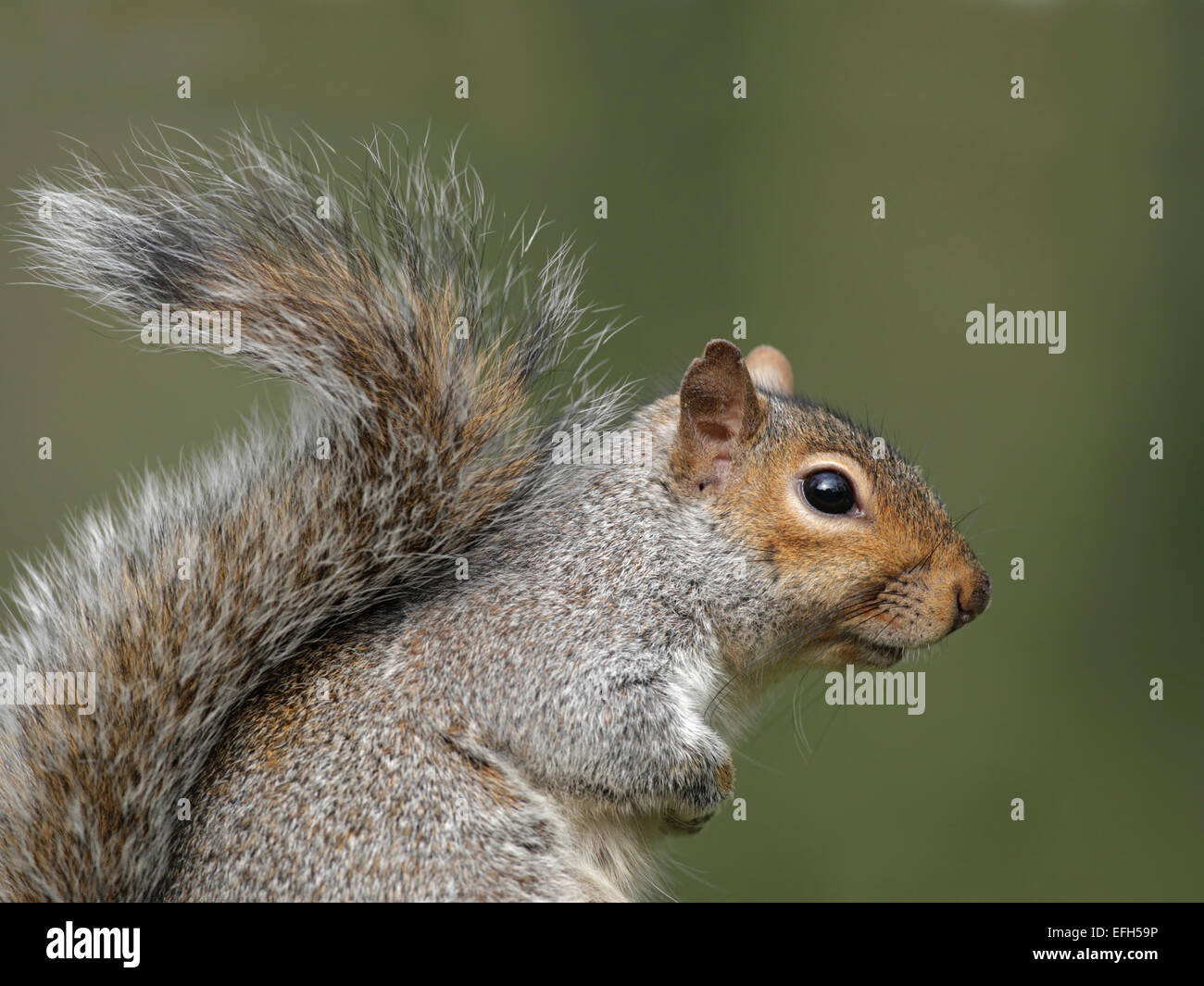 Graue Eichhörnchen Nahaufnahme zeigt buschige Rute Stockfoto