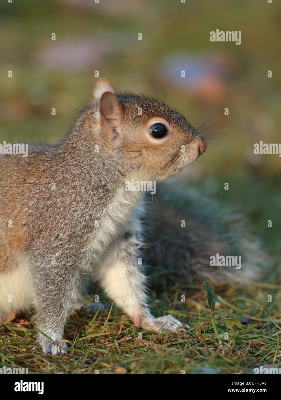 Graue Eichhörnchen, Nahaufnahme von Jugendlichen stehen auf dem Rasen Stockfoto