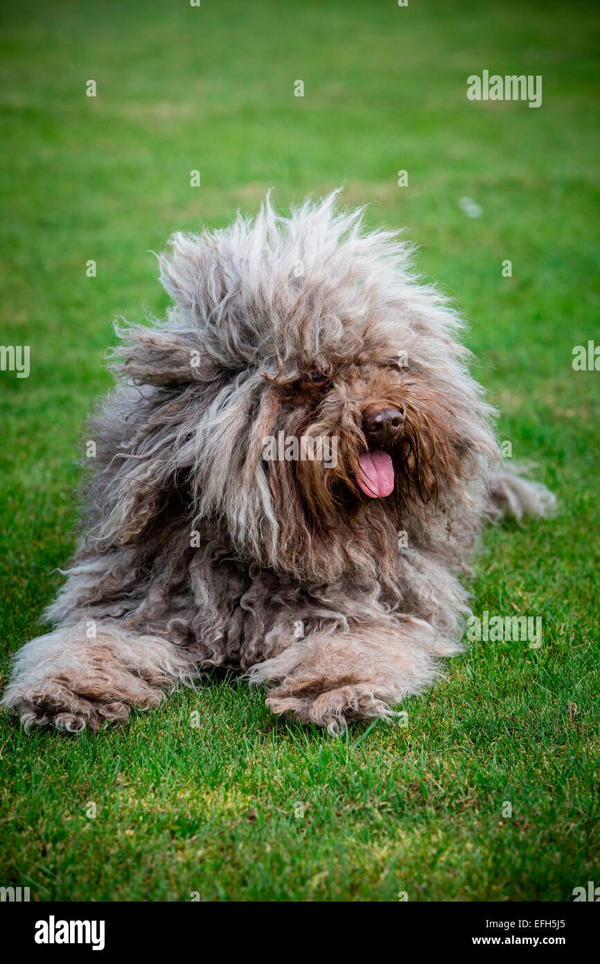 Langhaarige ungarische Wasser Hund (puli) liegen auf Gras mit herausgestreckter Zunge kleben Stockfoto