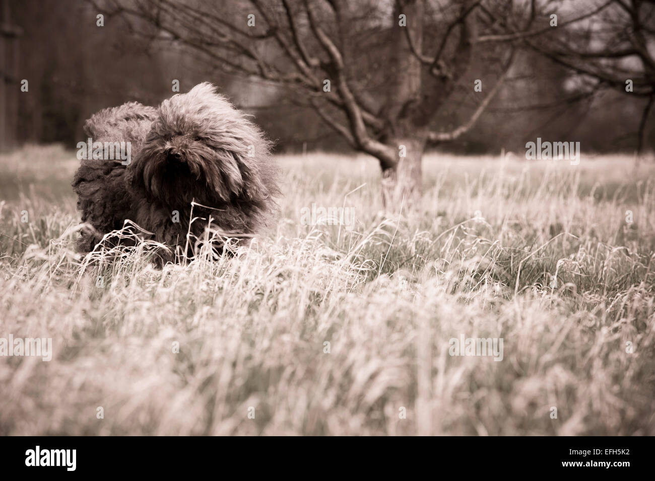 Windswept Langhaarige ungarische Wasser Hund (puli) im langen Gras, Sepia getont Stockfoto