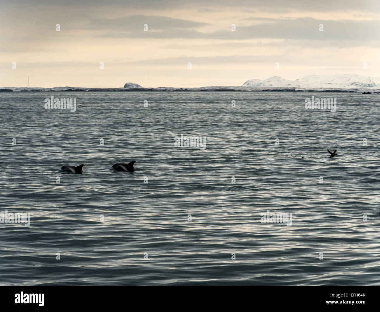 Weißen Schnabel Delphin [Lagenorhynchus Albirostris] im Eis kalte, blaue Wasser des Kolgrafafjorour, Grundarfjordur Stockfoto
