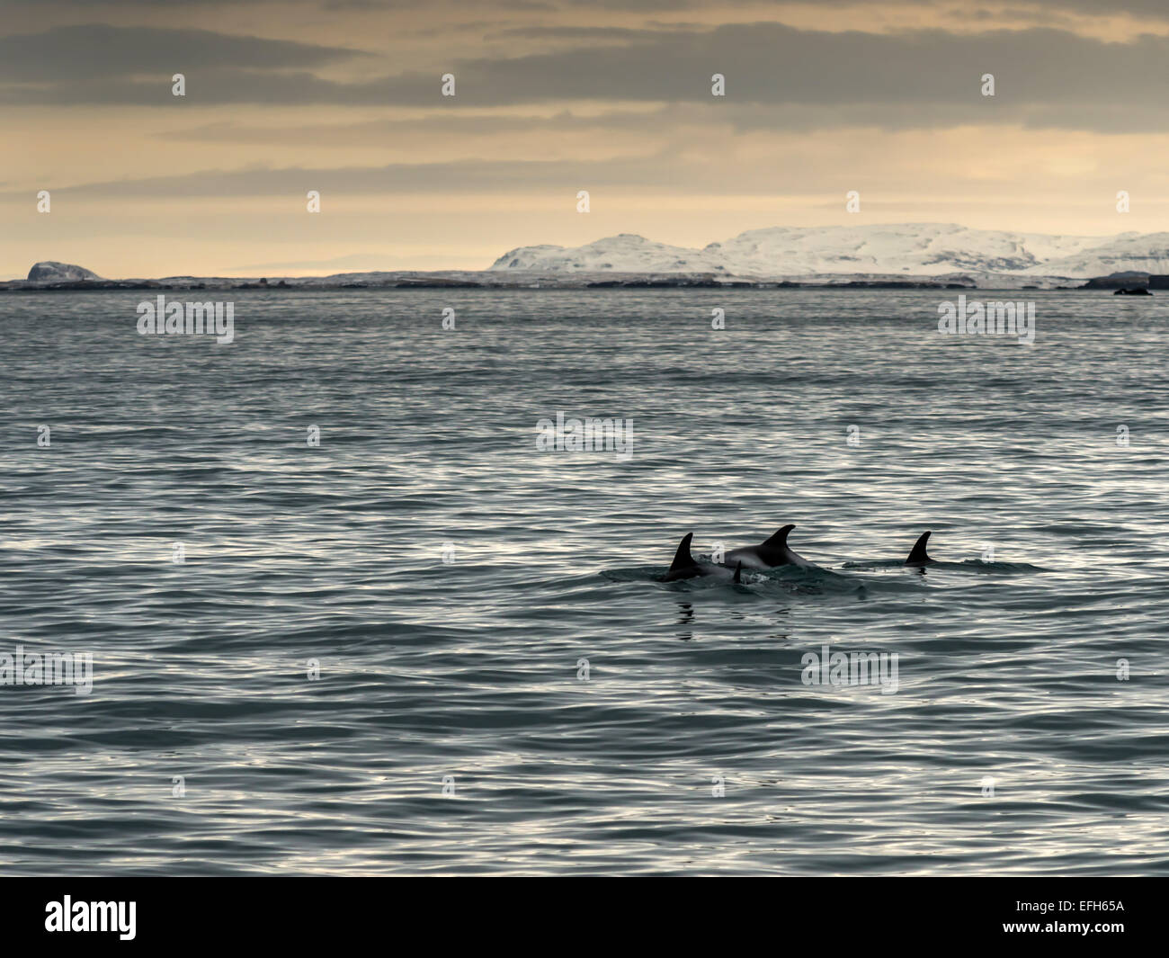 Weißen Schnabel Delphin [Lagenorhynchus Albirostris] im Eis kalte, blaue Wasser des Kolgrafafjorour, Grundarfjordur Stockfoto