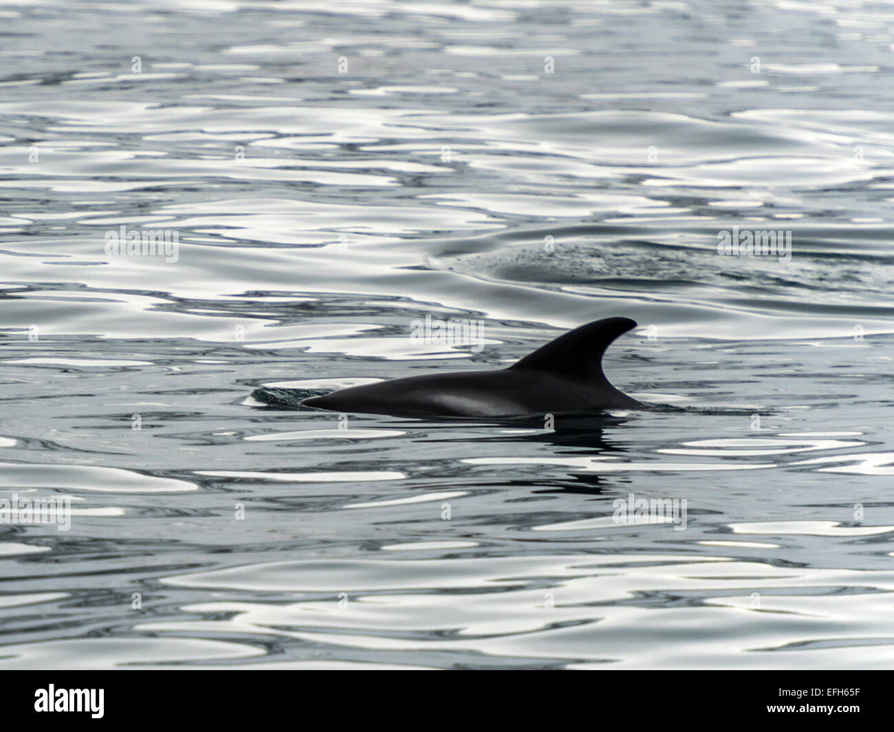 Weißen Schnabel Delphin [Lagenorhynchus Albirostris] im Eis kalte, blaue Wasser des Kolgrafafjorour, Grundarfjordur Stockfoto