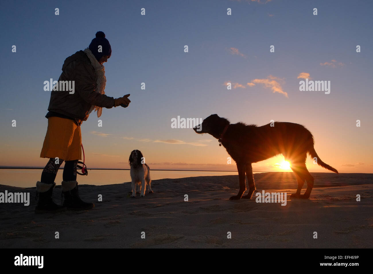 Silhouette einer Frau Training zwei Hunde, ein Lurcher namens Ben und ein Springer Spaniel, genannt Gala bei Sonnenuntergang am Aberdyfi, Wales, Stockfoto