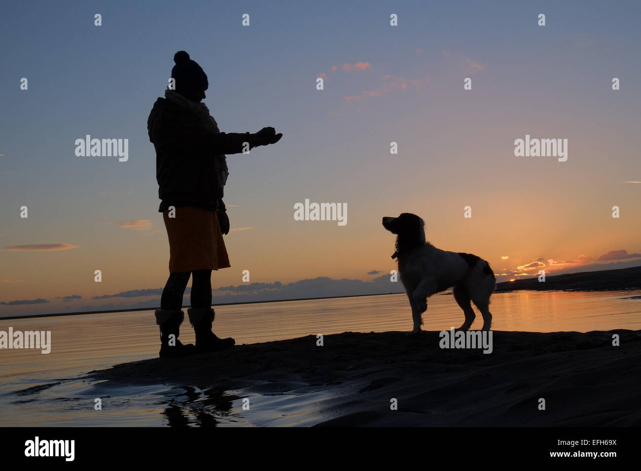 Silhouette einer Frau Training zwei Hunde, ein Lurcher namens Ben und ein Springer Spaniel, genannt Gala bei Sonnenuntergang am Aberdyfi, Wales, Stockfoto