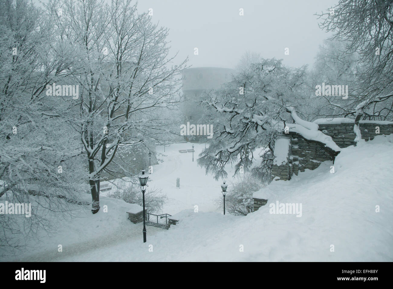 Schneebedeckte Bäume in einem Park an einem nebeligen Wintertag mit "Kiek in de Kök" und "Virgin Turm", Tallinn, Estland Stockfoto