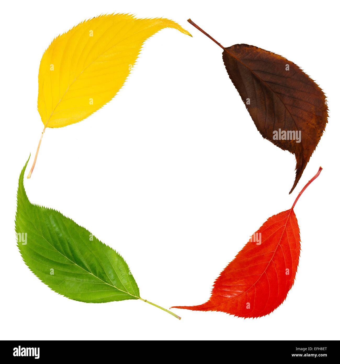 ausgeschnittene Bild der verschiedenen farbigen Kirsche verlässt, Wechsel der Jahreszeiten darstellt oder recycling Konzept Stockfoto