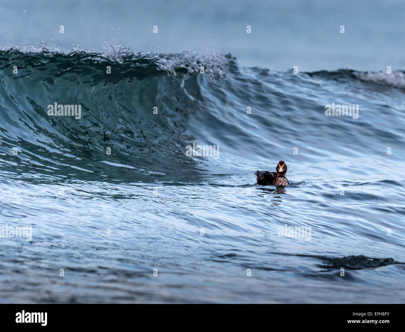 Gemeinsamen Eider, Reiten die Brandung in den kalten Gewässern des Kolgrafafjorour in der Nähe von Grundarfjordur, West-Island. Stockfoto