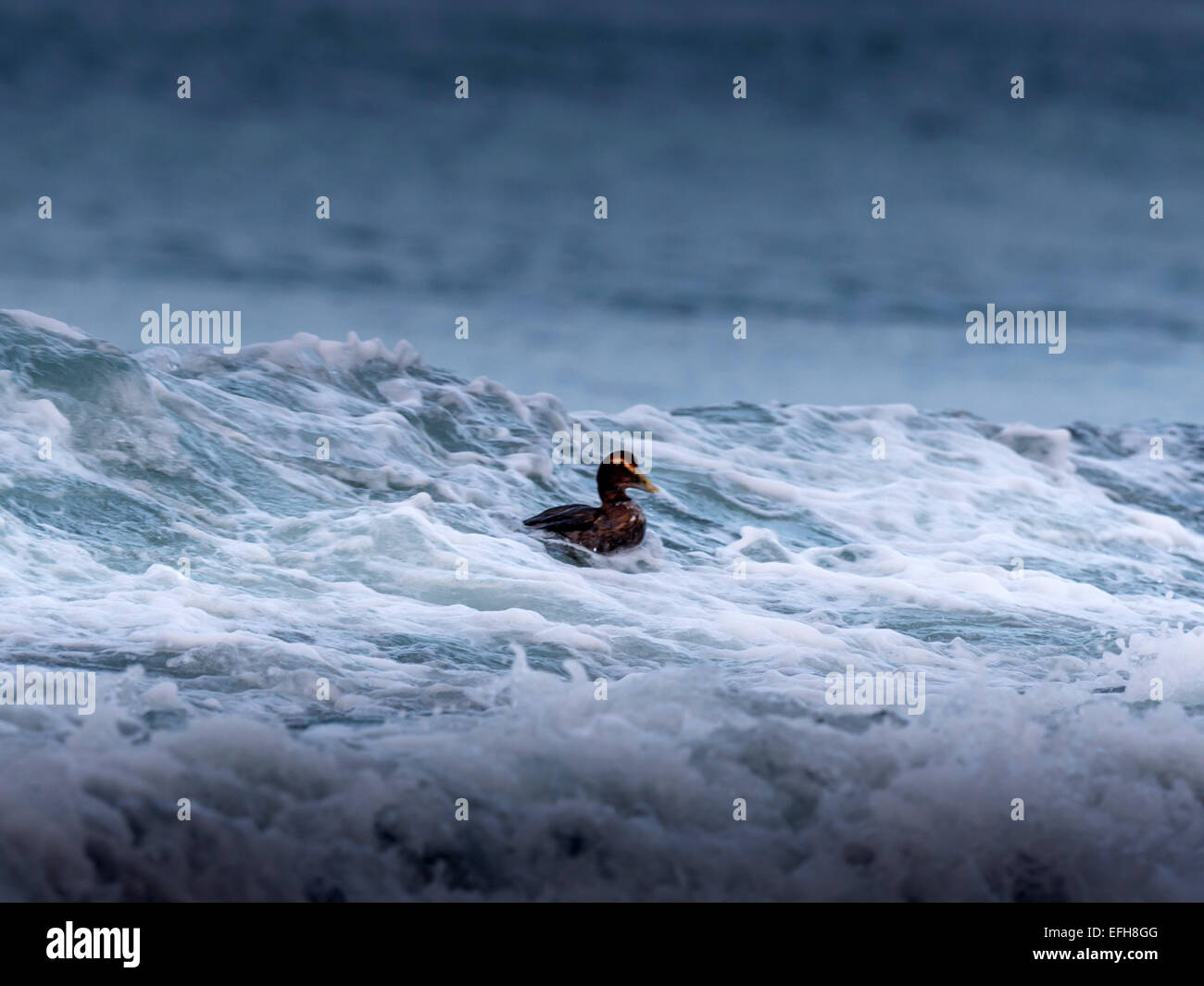 Gemeinsamen Eider, Reiten die Brandung in den kalten Gewässern des Kolgrafafjorour in der Nähe von Grundarfjordur, West-Island. Stockfoto