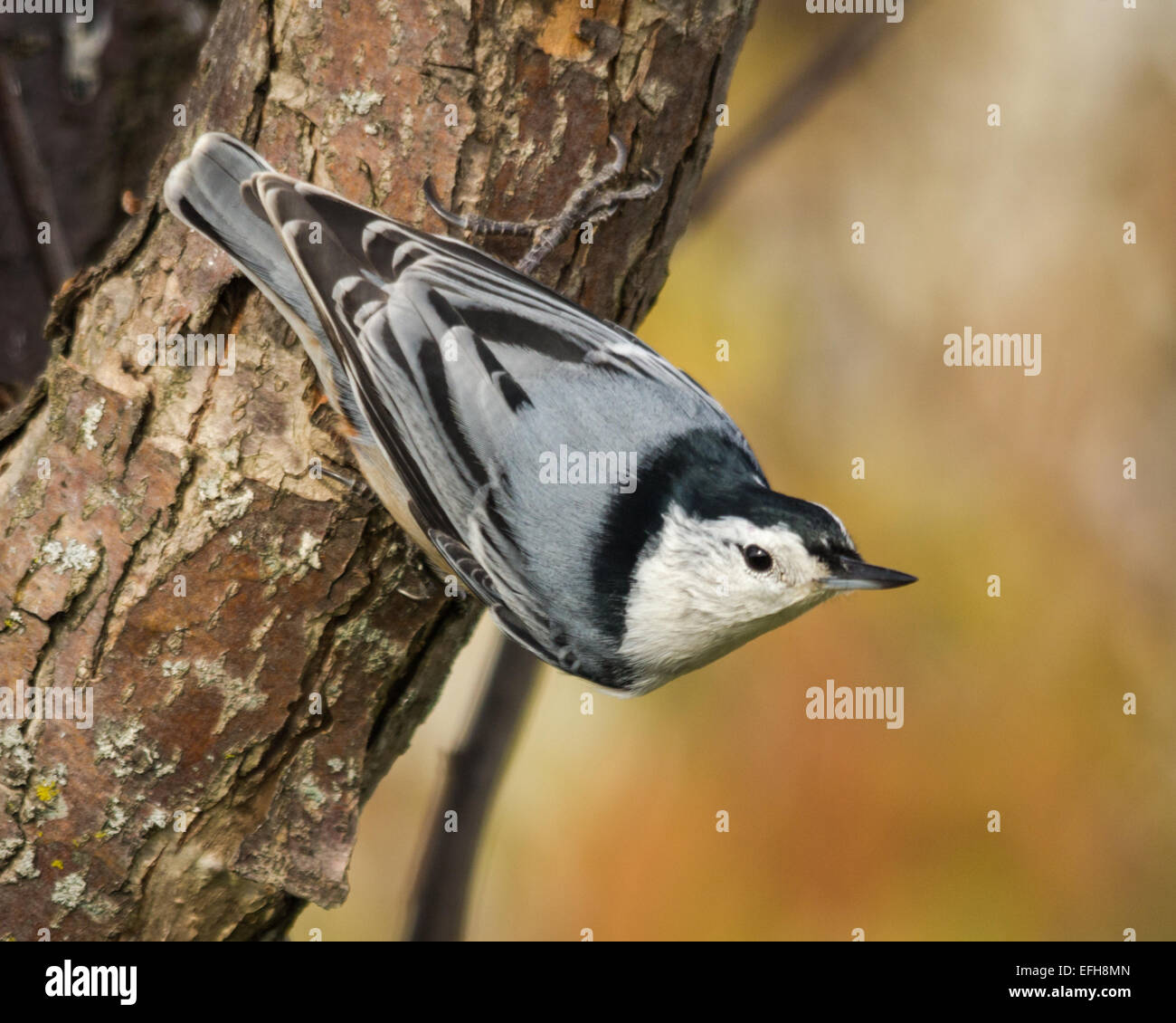 Weißbrustvogel auf einem Baumstamm Stockfoto