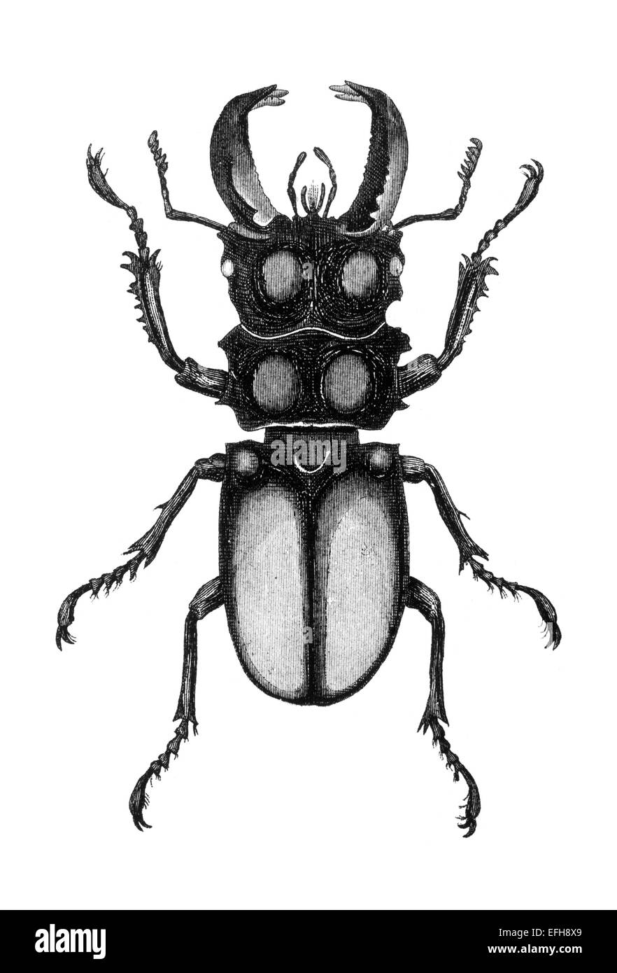 Digital restaurierten Bild aus einem Mitte des 19. Jahrhundert Enzyklopädie. Stockfoto