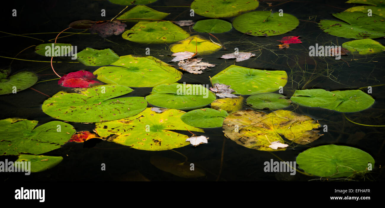 Seerosen, wenig Long Pond, Acadia National Park, Maine, USA Stockfoto