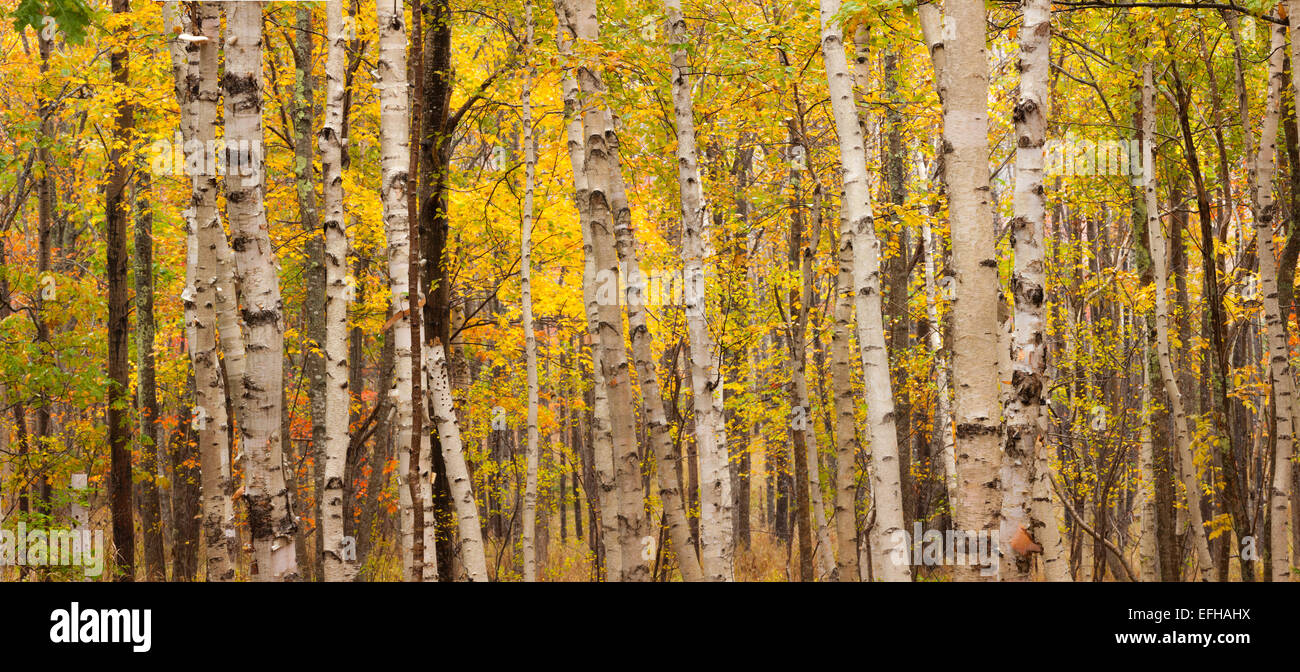 Birken, Acadia National Park, Maine, USA Stockfoto