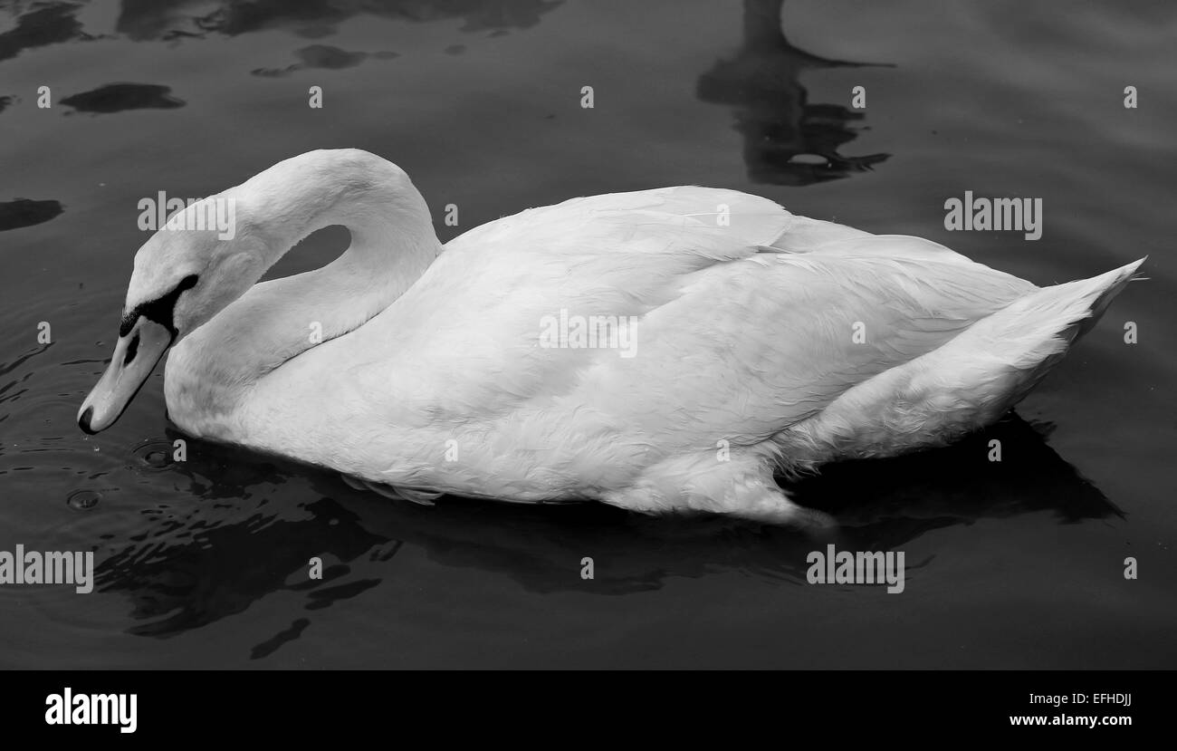 Foto von einem schönen weißen Schwan im Teich Stockfoto