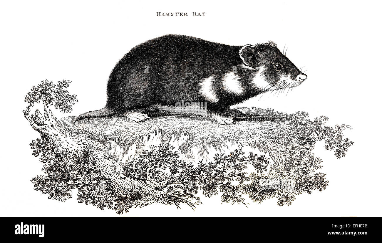 Viktorianische Gravur einer Hamster-Ratte. Digital restaurierten Bild aus einem Mitte des 19. Jahrhundert Enzyklopädie. Stockfoto