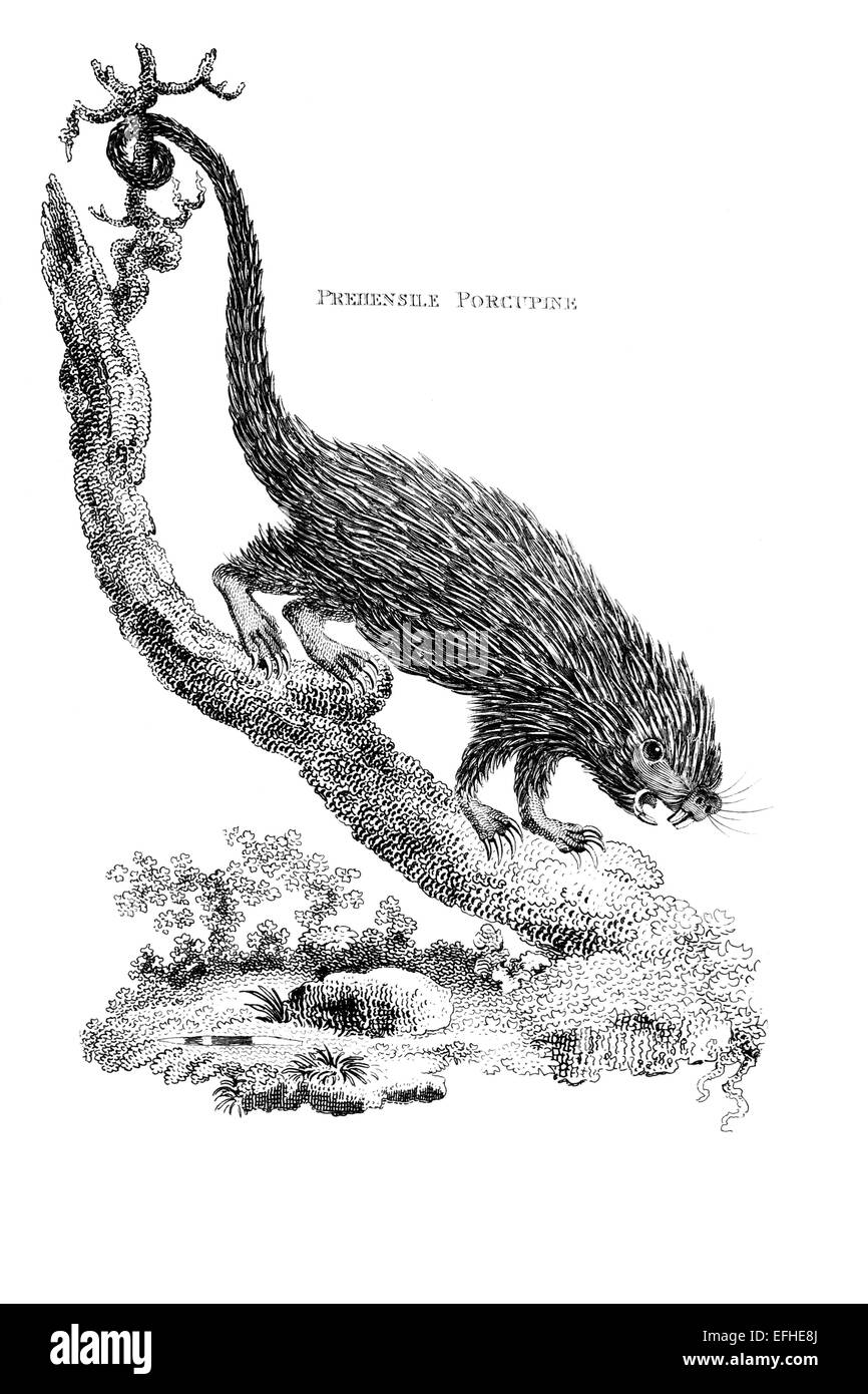 Viktorianische Gravur ein Stachelschwein. Digital restaurierten Bild aus einem Mitte des 19. Jahrhundert Enzyklopädie. Stockfoto