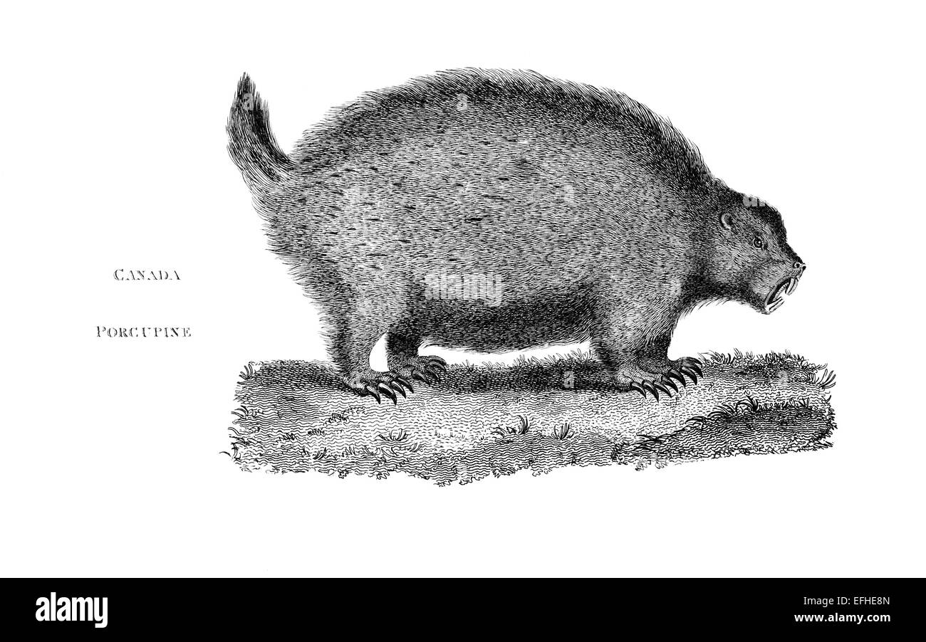 Viktorianische Gravur ein Stachelschwein in Kanada. Digital restaurierten Bild aus einem Mitte des 19. Jahrhundert Enzyklopädie. Stockfoto