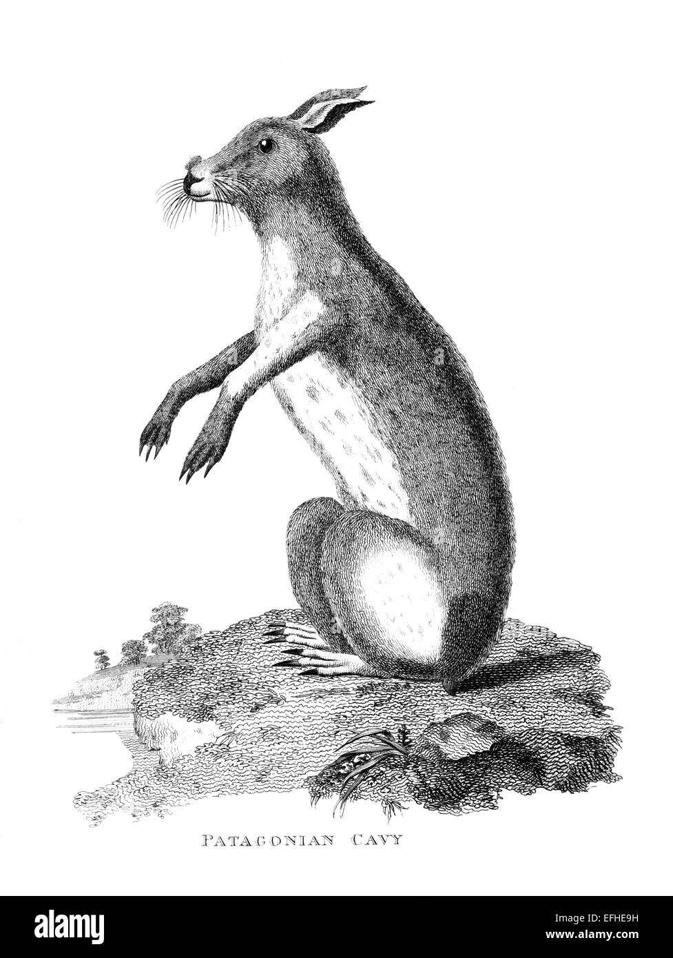 Digital restaurierten Bild aus einem Mitte des 19. Jahrhundert Enzyklopädie. Stockfoto