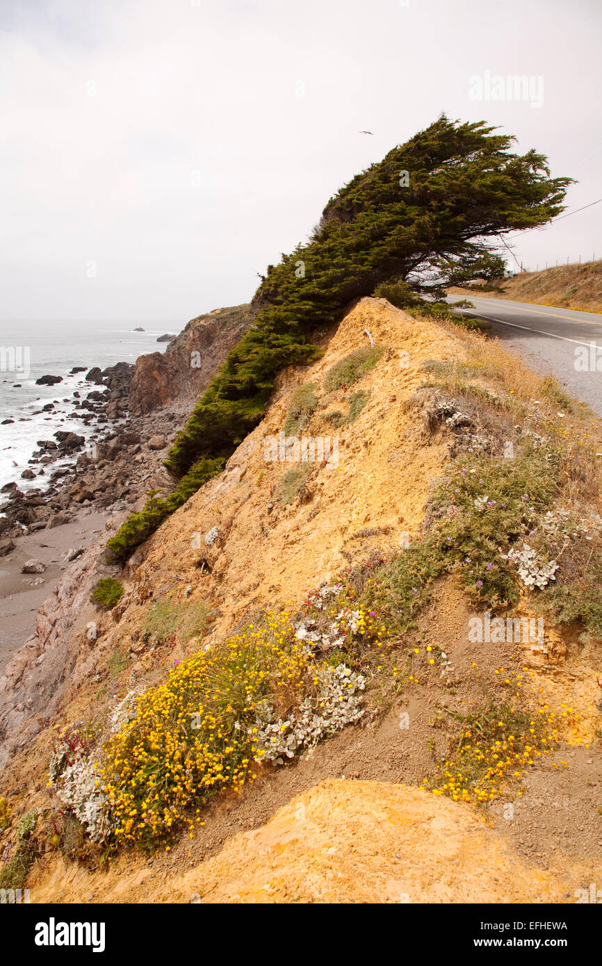 Mendocino Küste, Wind fegte Baum Stockfoto