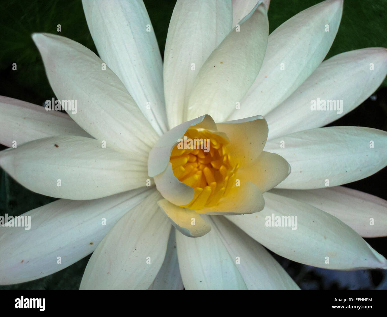 weiße Lilly in Wasser bei Bali Indonesien Stockfoto