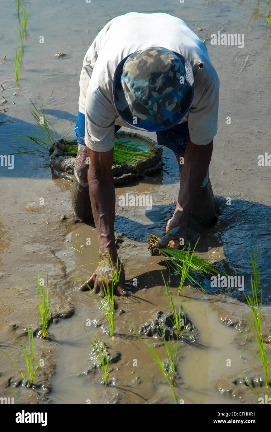 Mann Riceplants in Paddy in Ubud Bali Indonesien zu Pflanzen Stockfoto