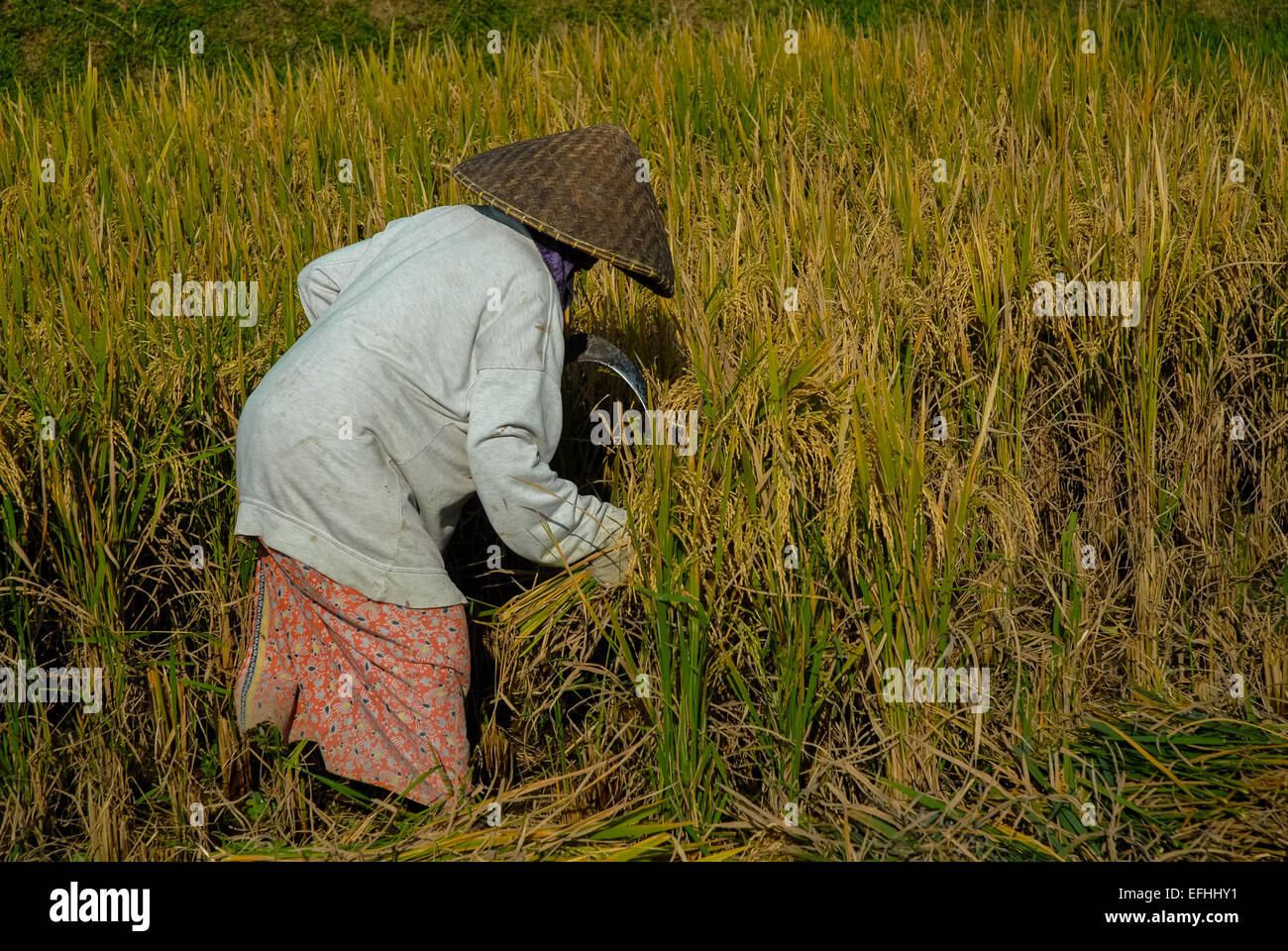 Frau, die Ernte Trockenreis im Feld Stockfoto