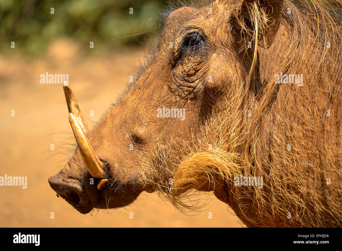 Leiter der Pumba mit Zähnen in kenia Stockfoto