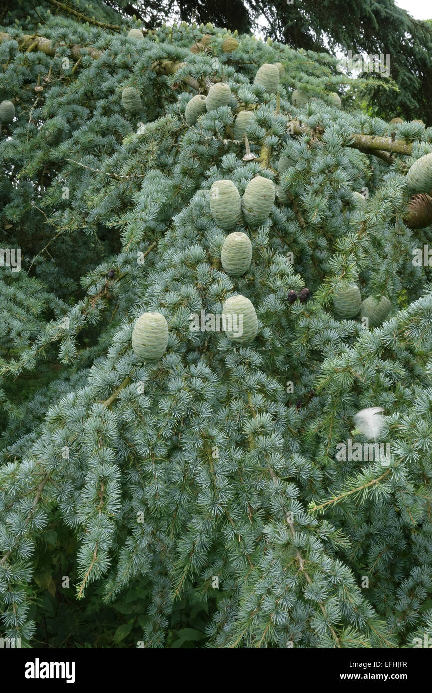 Reifen grünen Kegel Deodar Zeder, Cedrus Deodara, auf einem Baum, Berkshire, August Stockfoto