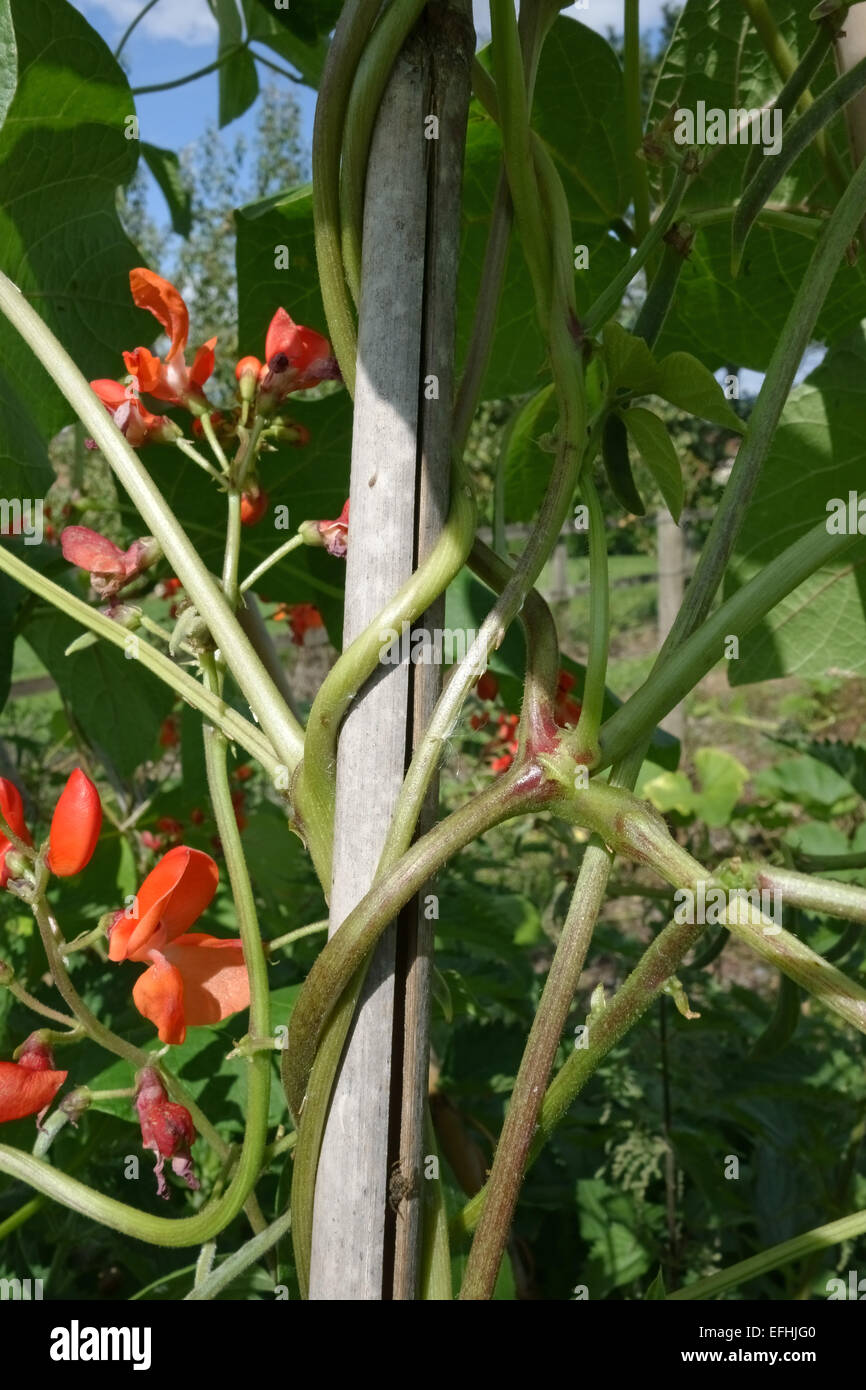 Runner Bean Ranken Wicklung um ein Bambusrohr, ein Beispiel für Thigmotropism mit scharlachroten Erbse Art Blüten und Blätter. Stockfoto