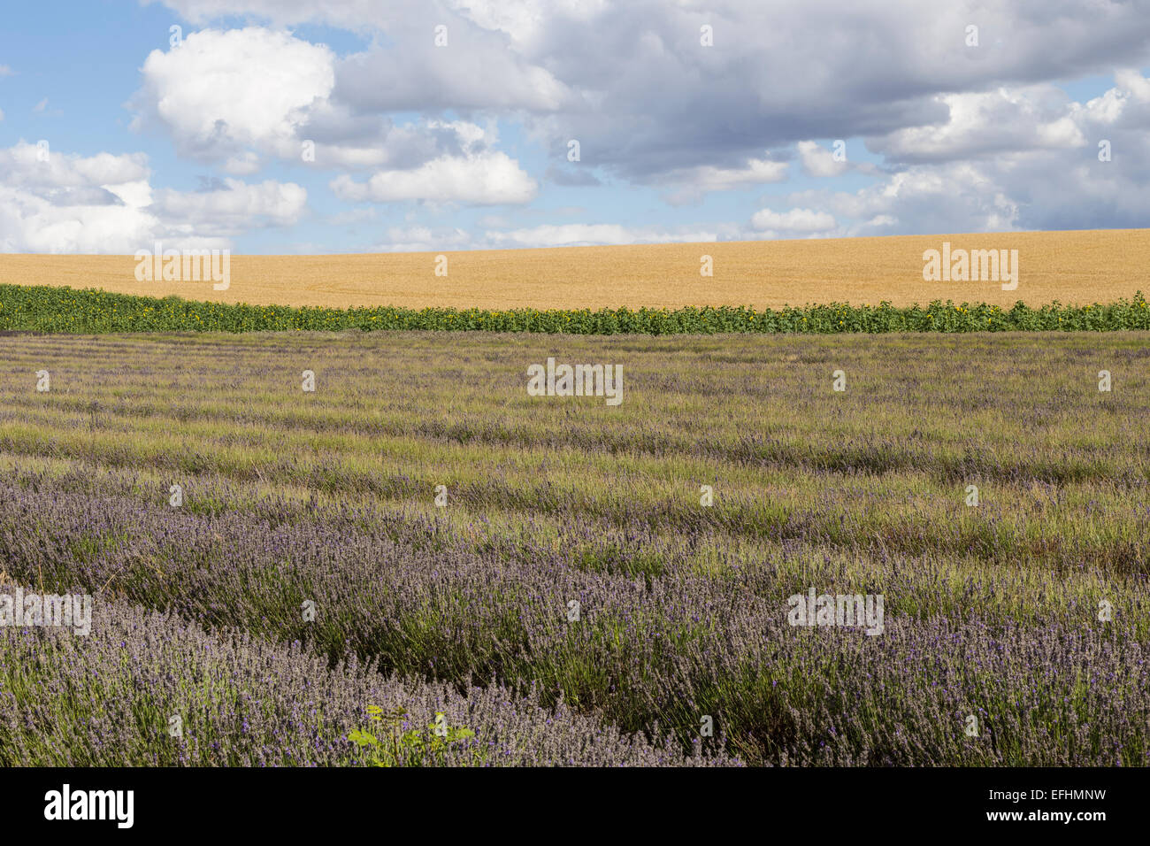 Hitchin, Lavendelfelder, Cadwell Bauernhof, Ickleford, Hitchin, Herts, England, Vereinigtes Königreich Stockfoto
