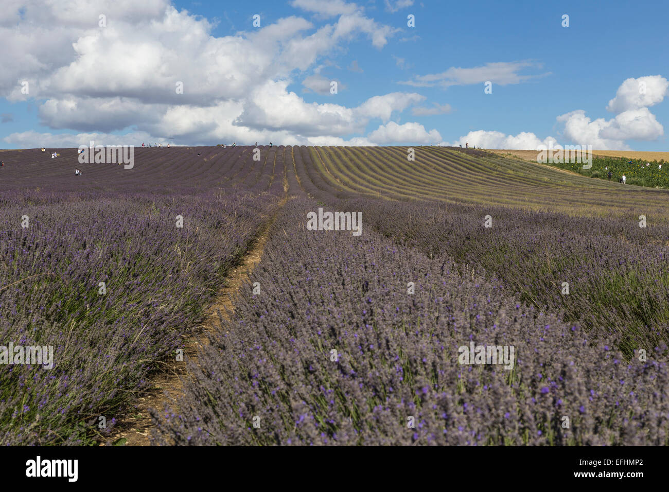 Hitchin, Lavendelfelder, Cadwell Bauernhof, Ickleford, Hitchin, Herts, England, Vereinigtes Königreich Stockfoto