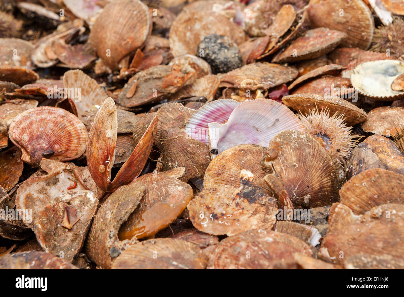 Neu gefangen Jakobsmuscheln und Seeigel. Stockfoto