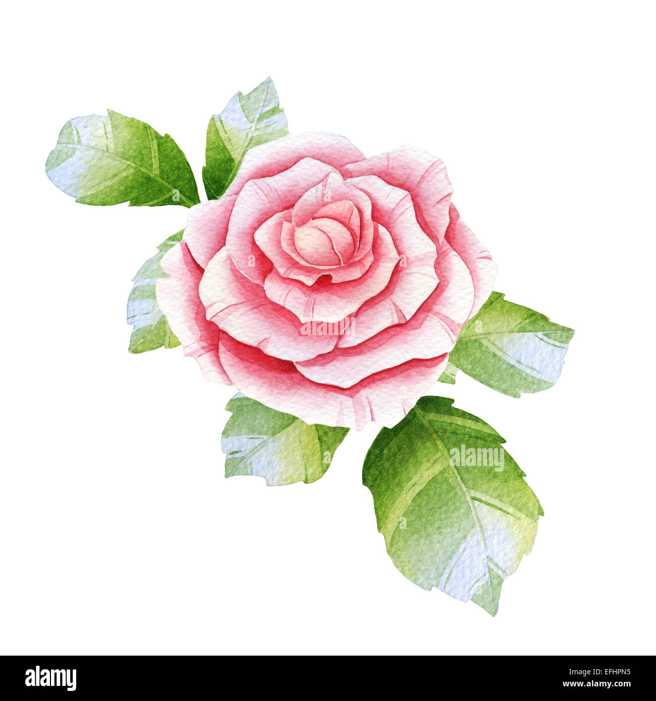 Rosa Aquarell rose auf der weißen Stockfoto