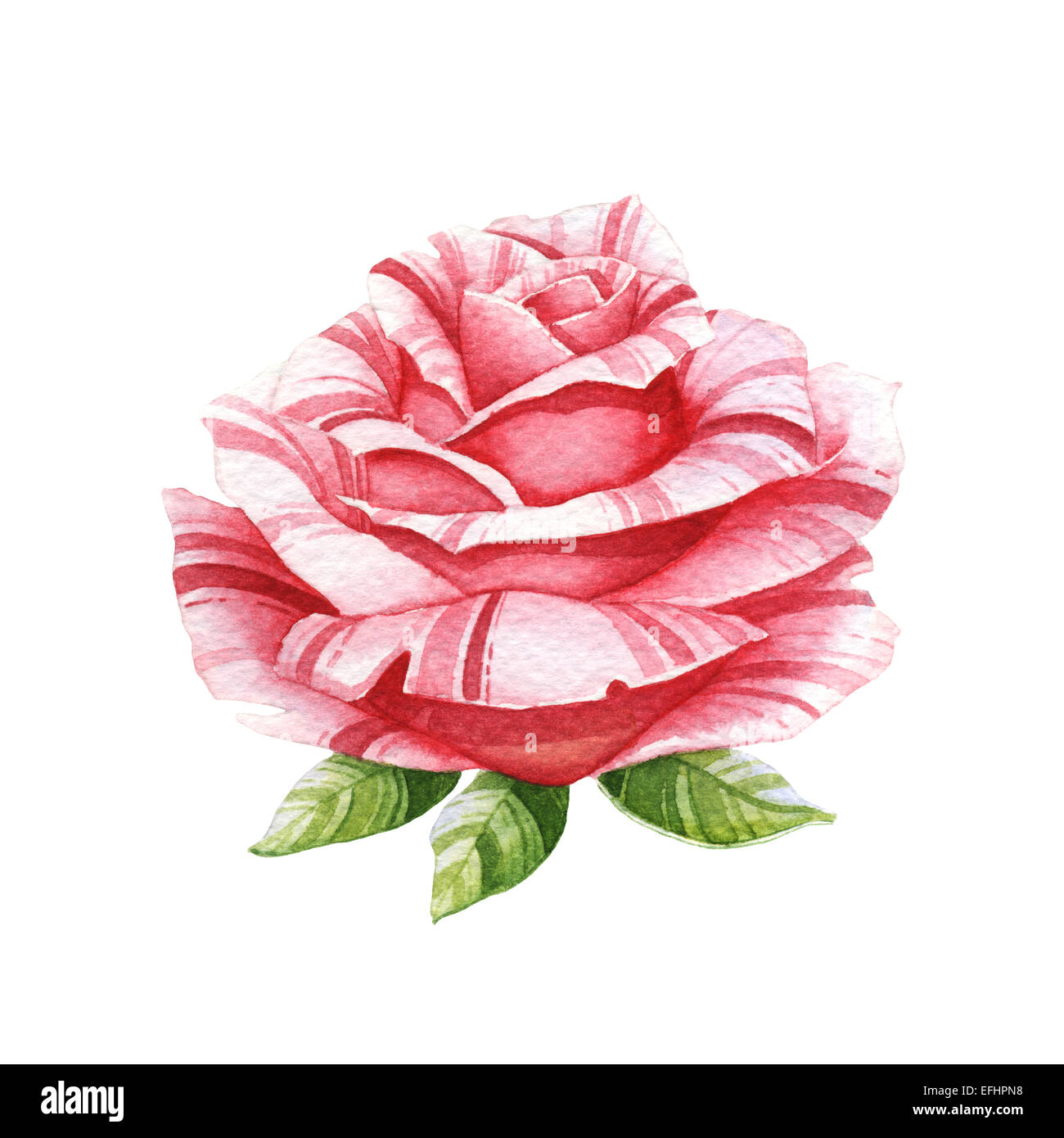 Rosa Aquarell rose auf der weißen Stockfoto
