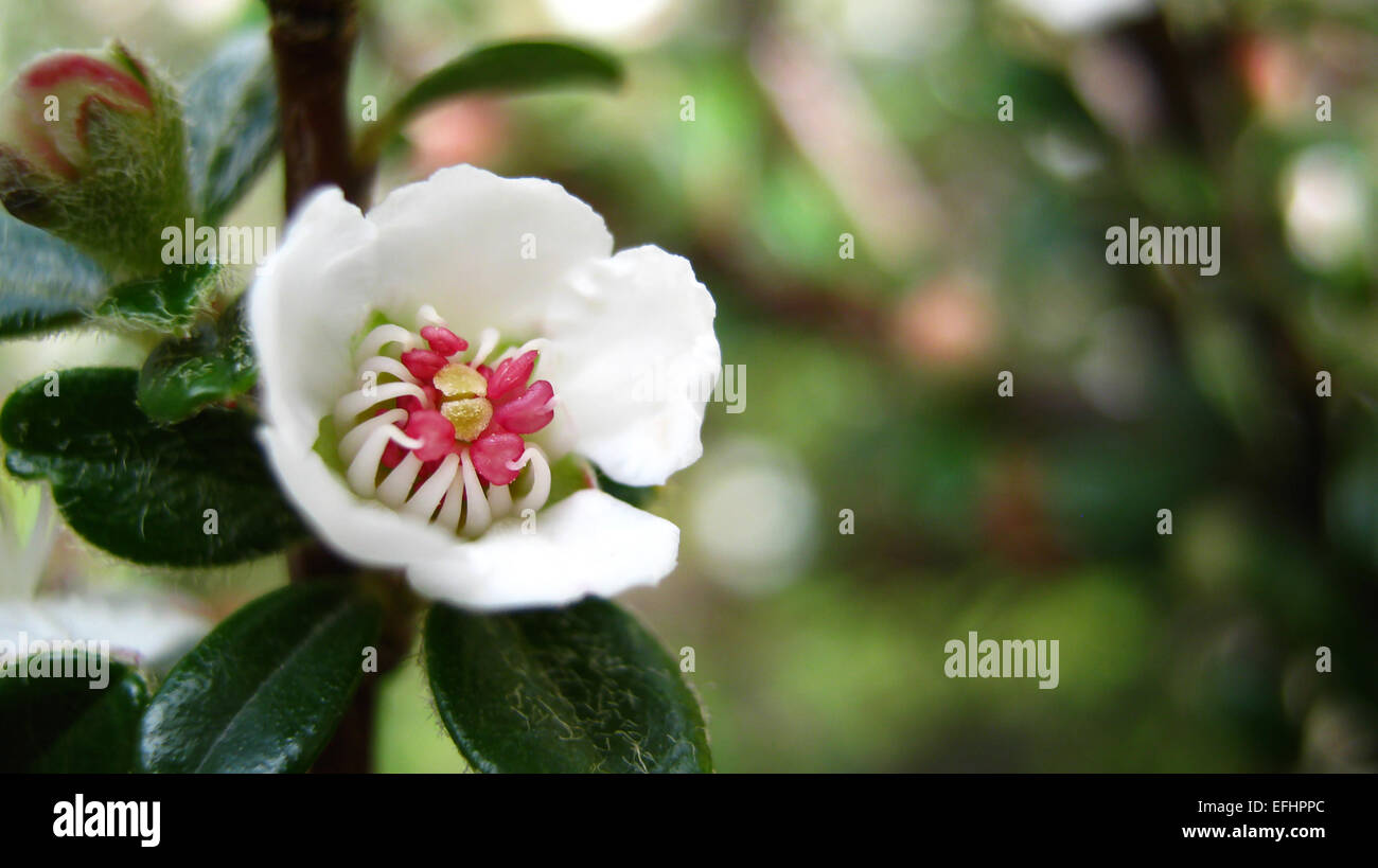 Bärentraube Zwergmispel weiße Blümchen im Garten. Stockfoto