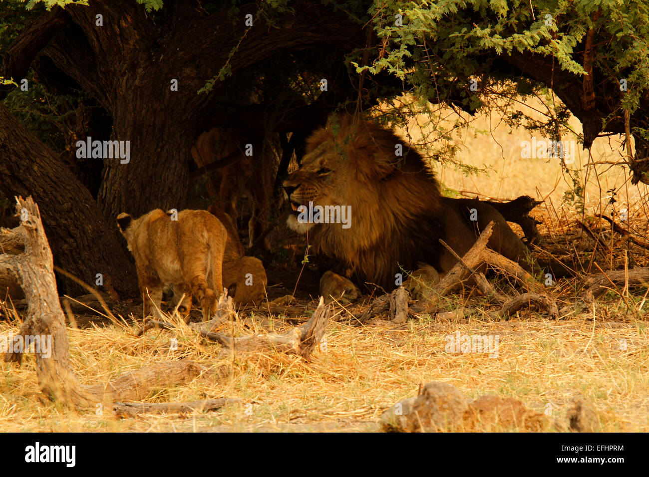 Afrikanische Löwen großen männlichen Löwen mit zwei Löwenbabys im Schatten einer Akazie Dorn, große Mähne auf dem männlichen Löwen Stockfoto